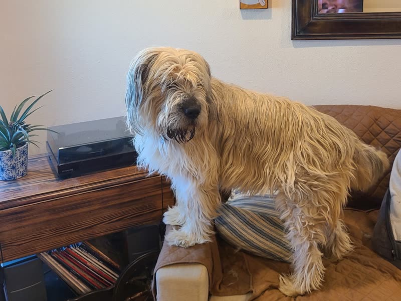 Groomed tan and white terrier-mix standing side-on on a living room armchair