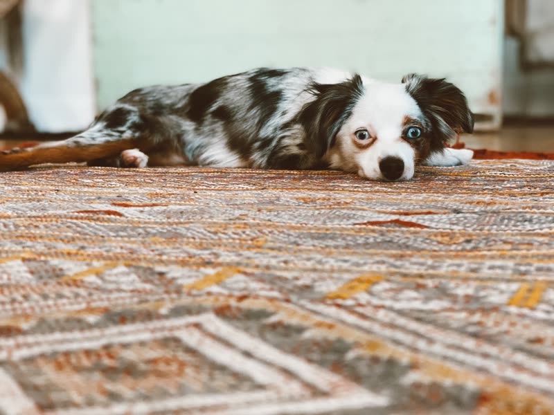 Merle mini Aussie lying flat on a patterned rug looking at the camera