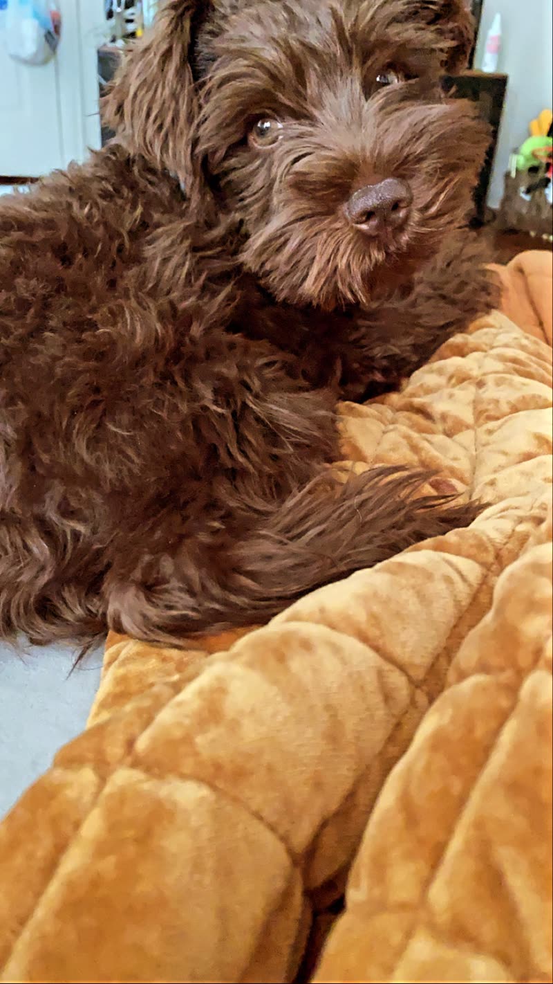 Chocolate-red doodle puppy lying on a gold quilted sofa after a groom