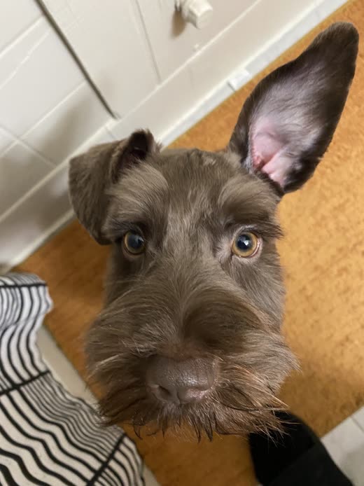 Head-on close-up of a schnauzer puppy with a neatly trimmed beard and ears
