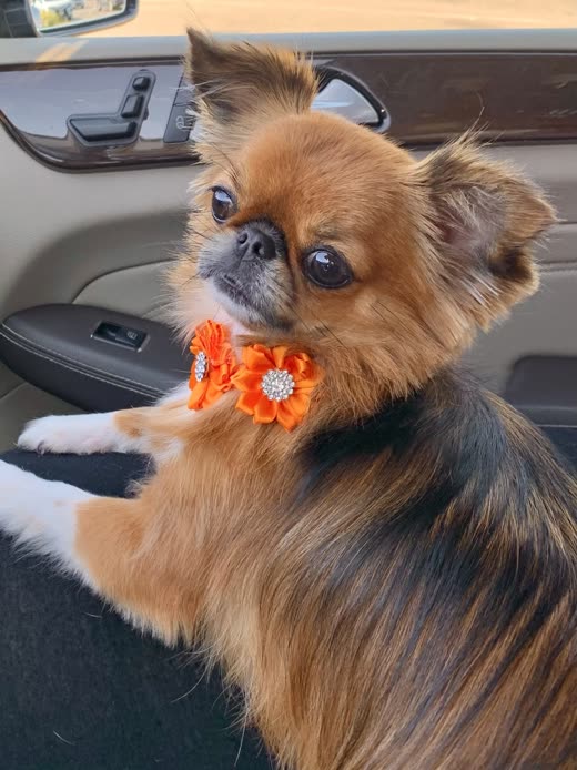 Long-haired chihuahua wearing an orange flower bow tie after grooming