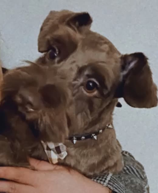 Chocolate doodle puppy held in a groomer's hands wearing a bandana collar