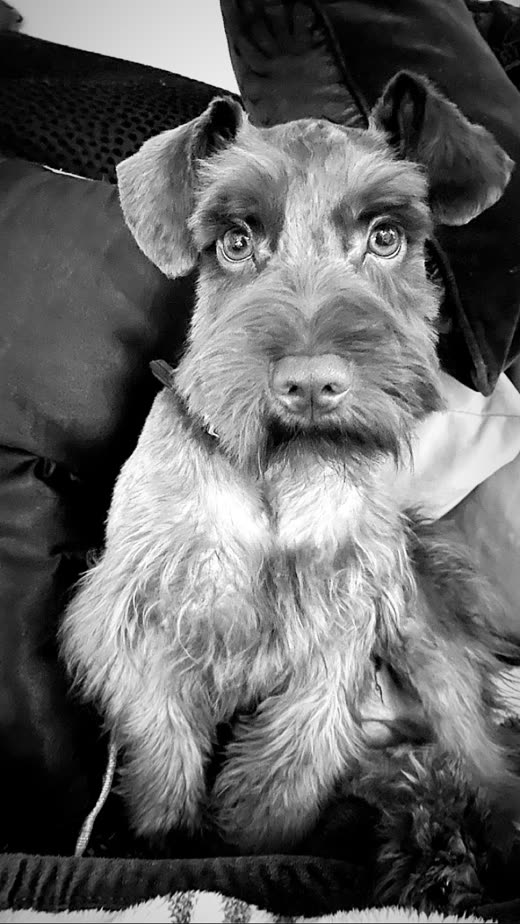 Black and white portrait of a schnauzer with a freshly scissored beard and a neck bow