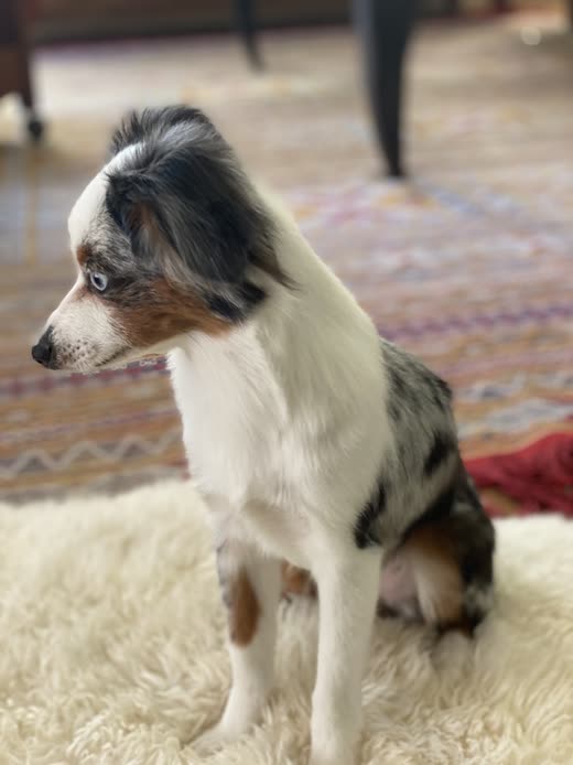 Blue merle mini Aussie sitting in profile on a cream rug after a trim